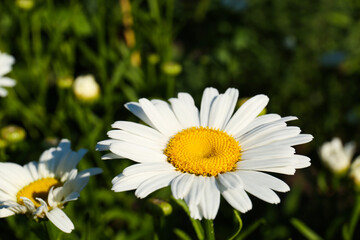 Obraz premium Beautiful chamomile flowers growing in garden on sunny day, closeup