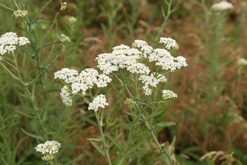 Beautiful blooming yarrow plants growing in field, closeup © New Africa