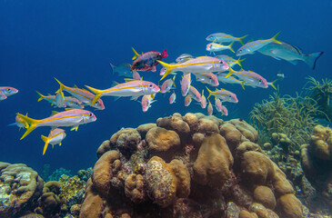 bluestriped grunt,Haemulon sciurus,