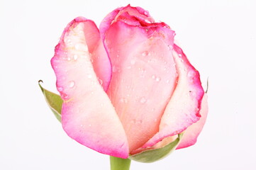 Rose pink on white background