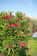 oleander bush with red blossoms, blue sky