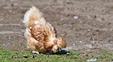Silk chicken // Chinesisches Seidenhuhn