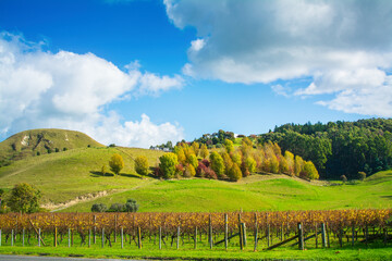 Autumn rural landscape with golden grapevines with colourful trees on the slopes in the background. Beautiful sunny day at Hawkes Bay, New Zealand