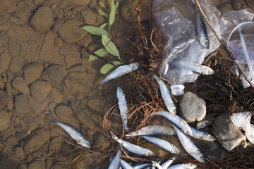 Dead fishes and trash in river, flat lay. Environmental pollution concept