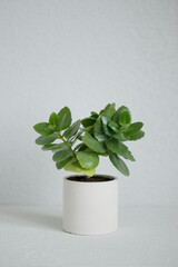 A green plant in a concrete pot