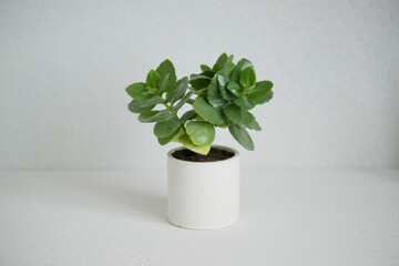 A green plant in a concrete pot