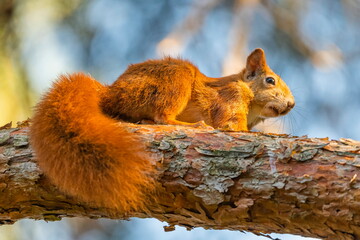 Red squirrel, sciurus vulgaris, standing on a branch - obrazy, fototapety, plakaty
