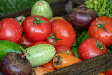 Organic vegetables with drops of water on the farm, farming concept. Growing organic products. Harvesting. Fresh crops, tomatoes harvest, carrot, potato, cucumbers, garlic in box outdoors