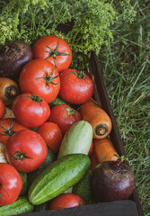 Organic vegetables with drops of water on the farm, farming concept. Growing organic products. Harvesting. Fresh crops, tomatoes harvest, carrot, potato, cucumbers, garlic in box outdoors