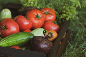 Organic vegetables with drops of water on the farm, farming concept. Growing organic products. Harvesting. Fresh crops, tomatoes harvest, carrot, potato, cucumbers, garlic in box outdoors