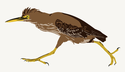 Running bird green heron (Butorides virescens) is a small heron of North and Central America. Butorides is from Middle English butor "bittern" and Ancient Greek -oides, "resembling"