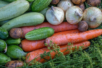 Organic vegetables on green grass on the farm. Growing organic products. Harvesting. Farming concept. Fresh crops, tomatoes harvest, carrot, potato, cucumbers, outdoors