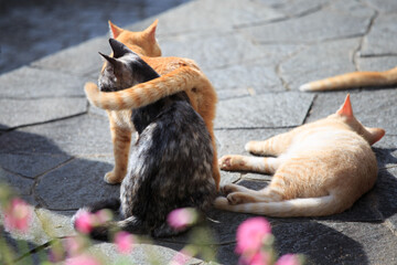 猫のしっぽ
