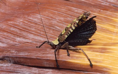 A closeup of a Sanaea Katydid on a leaf