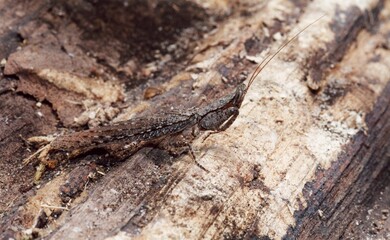A closeup of a Gonatista grisea