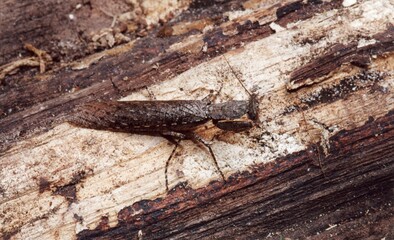 A closeup of a Gonatista grisea