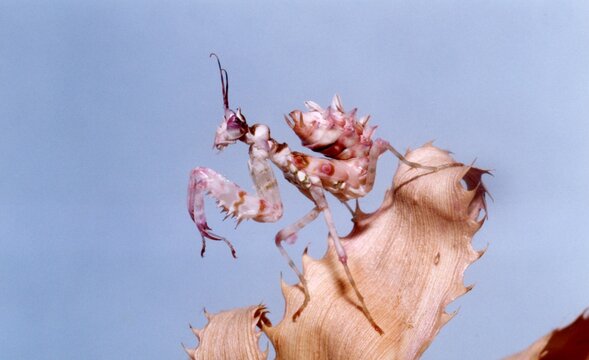 Spiny Flower Mantis On A Leaf