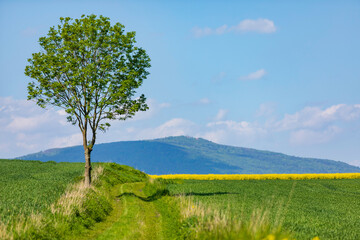 Fototapeta na wymiar beautiful landscape with the lonely tree under a blue sky in the agricultural field