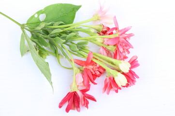 Quisqualis indica also known as the Chinese honeysuckle, Rangoon Creeper, and Combretum indicum isolate on white background