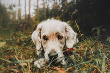 dog golden retriever in the autumn location