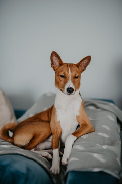 Psy Pierwotne - Basenji