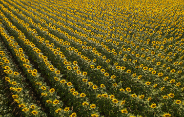 Top aerial view of sunflower plantation field just before sunset. Agriculture drone shots.