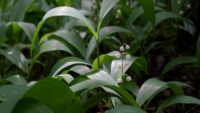  Lily of the Valley Flowers.