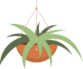 Potted Hanging Plant, Decorative Houseplant. Isolated Illustration on Transparent Background  - 532718028