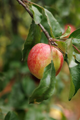 a red apple is hanging on a tree branch with leaves
