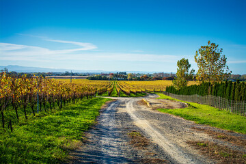 Beautiful rural landscape with sunbaked dirt road running towards the rows of golden grapevines under clear blue sky. Autumn at Hawke's Bay, New Zealand