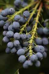 pralle blaue Beeren an Strauch