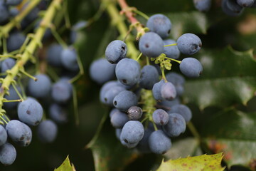 pralle blaue Beeren an Strauch