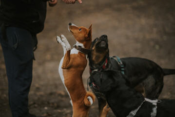 Psy w swoim naturalnym środowisku.  © Karolina