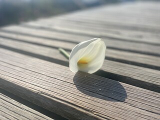 white flower on wooden background © Stefan
