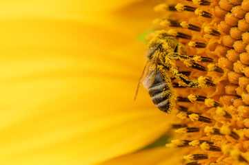 Honey bee pollinating sunflower. Macro shot.