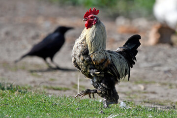 Deutsches Lachshuhn (Gallus gallus domesticus) // German rooster 