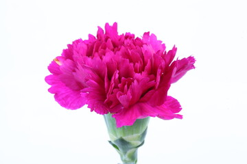 Pink Carnation Flower isolated on white background