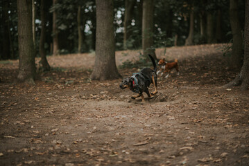 Psy w swoim naturalnym środowisku. 