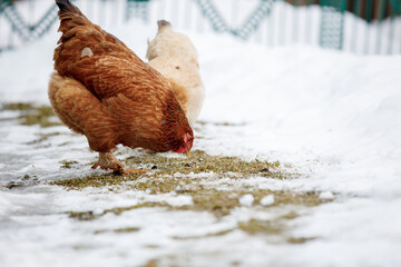 Free range hen looking for food in the snow on a cloudy winter day