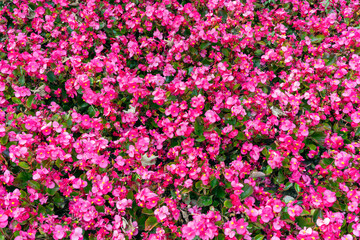Begonia semperflorens an annual summer flowering plant with a red, pink summertime flower commonly known as wax begonia, stock photo image