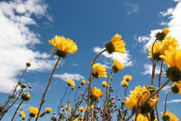 Flores amarillas vistas desde abajo, cielo azul y nubes