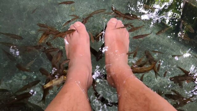 The man receives Ichthyotherapy, with fish, for the cleaning of skin wounds or the treatment of skin care.