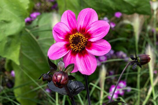 Dahlia 'Happy Single Wink' a summer autumn fall flowering plant with a pink summertime flower, stock photo image