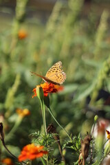 butterfly on flower