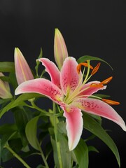 Studio photograph of a pink lily flower