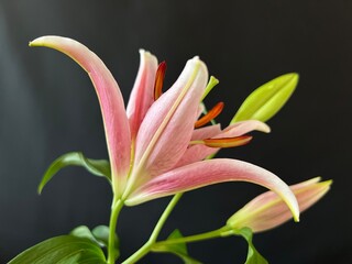 Studio photograph of a pink lily flower in bloom
