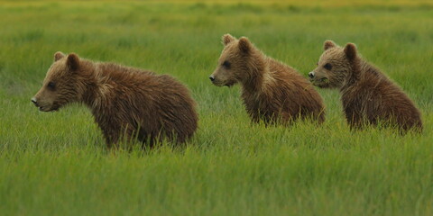 Grizzly bear cubs in Katmai National Park in Alaska,United States,North America  © kstipek