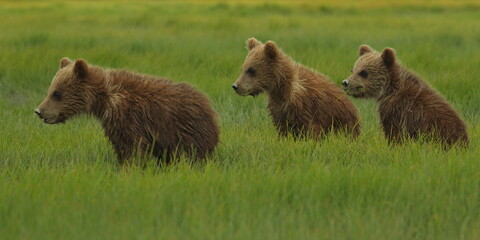 Grizzly bear cubs in Katmai National Park in Alaska,United States,North America
