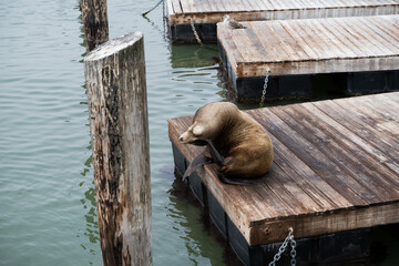 Pier 39 San Francisco Sea lion
