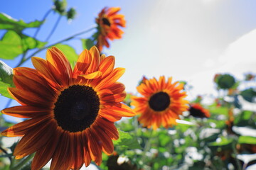 日本風景　ひまわり